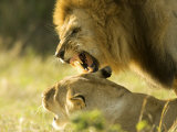 Lions, Lion Pair Mating, Masai Mara, Kenya Photographie par Roy Toft