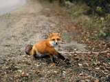 Red Fox, Caught in a Snare, Quebec, Canada Lámina fotográfica por Philippe Henry