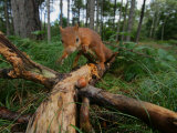Red Squirrel, Finding Nut, Lancashire, UK Lámina fotográfica por Elliott Neep Red Squirrel, Finding Nut, Lancashire, UK Lámina fotográfica por Elliott Neep