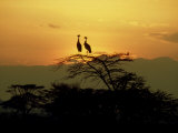 Crowned Cranes, 2 on Tree at Sunset, Tanzania Lámina fotográfica por Deeble & Stone Crowned Cranes, 2 on Tree at Sunset, Tanzania Lámina fotográfica por Deeble & Stone