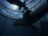 Great White Shark, With Cage, S. Africa Photographie par Gerard Soury