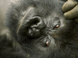 Mountain Gorilla, Close-up of Face, Scratching Head, Africa Fotografisk tryk af Roy Toft Mountain Gorilla, Close-up of Face, Scratching Head, Africa Fotografisk tryk af Roy Toft