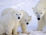 Polar Bears, Mother and Young, Manitoba, Canada Photographic Print by Daniel J. Cox