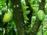 Cocoa, Pods, Tobago Fotografie-Druck von Alastair Shay