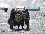 A Yak'Sdays Work, Nepal Billeder af Michael Brown