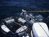 Great White Shark, With Bait, S. Africa Photographie par Gerard Soury