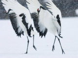 Red-Crowned Crane, Hokkaido, Japan Photographie par Roy Toft