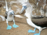 Blue Footed Booby, Elaborate Courtship Dance, Galapagos Photographie par Mark Jones