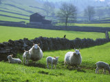 Sheep Ovis Aries Lámina fotográfica por Mark Hamblin