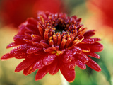Chrysanthemum 