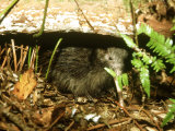 North Island Brown Kiwi, Kiwi Hide During the Day, New Zealand Fotografisk trykk av Robin Bush North Island Brown Kiwi, Kiwi Hide During the Day, New Zealand Fotografisk trykk av Robin Bush