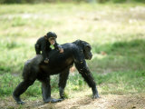 Chimpanzee, Baby on Back, Zoo Animal Photographic Print by Stan Osolinski