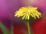 Common Dandelion, Flower, TN Lámina fotográfica por Adam Jones