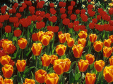 Group of Tulipa "Oxford's Elite" (Darwin Hybrid) Photographie par Ron Evans