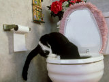 Tuxedo Cat Drinking from Toilet Photographic Print by Alan And Sandy Carey