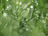 Water Droplets on Grass Photographic Print by Mark Hamblin