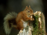 Red Squirrel, Summer Coat, Scotland Fotografie-Druck von Mark Hamblin