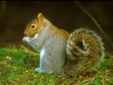 Grey Squirrel, Feeding Lámina fotográfica por David Boag