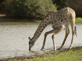 Masai Giraffe, Adult Bending Down to Drink from Lake, Tanzania Photographic Print by Mike Powles