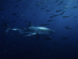 Great White Shark, Swimming, Pacific Fotografie-Druck von Gerard Soury