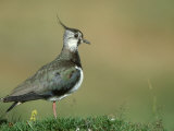 Lapwing, Vanellus Vanellus, Adult Scotland, UK, July Photographie par Mark Hamblin