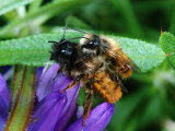 Solitary Bees, Mating on Flower, Cambridgeshire, UK Photographic Print by Keith Porter