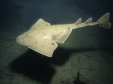 Pacific Angel Shark, Swimming, USA Photographic Print by Gerard Soury