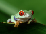Rainette aux yeux rouges Photographie par Adam Jones