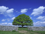 Common Oak Tree, Peak District National Park, England Photographie par Mark Hamblin