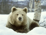 European Brown Bear, Ursus Arctos Male Sat on Snow Norway Photographie par Mark Hamblin