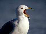 Ring-Billed Gull Squawking by the Ocean Photographic Print by Fogstock Llc 