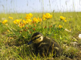 Mallard, Duckling in Wildflower Meadow, UK Photographic Print by Mike Powles