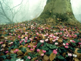 Cyclamen, Eynsham Hall, UK Lámina fotográfica por Tim Shepherd Cyclamen, Eynsham Hall, UK Lámina fotográfica por Tim Shepherd