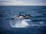 Dusky Dolphin, Leaping, New Zealand Photographic Print by Gerard Soury