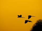 Hyacinth Macaws, Parrots in Flight at Sunrise, Brazil Photographic Print by Roy Toft