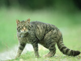 Scottish Wildcat, Felis Sylvestris, Male, June Highlands, Scotland Photographic Print by Mark Hamblin