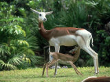 Dama Gazelle, Baby Nursing, Zoo Animal Lámina fotográfica por Stan Osolinski