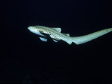 Zebra Shark, Swimming, Thailand Photographie par Gerard Soury