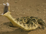 Puff Adder, Striking, UK Lámina fotográfica por Tony Allen Puff Adder, Striking, UK Lámina fotográfica por Tony Allen