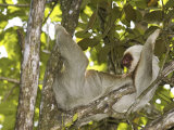 Two-Toed Sloth, Costa Rica Photographic Print by David M. Dennis
