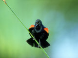 Red-Winged Blackbird, Male Displaying, USA Photographie par Stan Osolinski