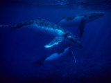 Humpback Whales, Swimming Over Reef, Polynesia Photographic Print by Gerard Soury