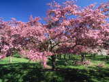 Prunus Tree, Montreal, Quebec, Canada Photographic Print by Philippe Henry