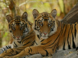 Bengal Tiger, 11 Month Old Juveniles, Madhya Pradesh, India Photographic Print by Elliott Neep