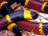 Eastern Coral Snake, Alachua Co. Fotografie-Druck von David M. Dennis