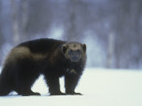 Wolverine, Adult Standing on Snow, Winter Photographic Print by Mark Hamblin