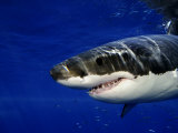 Great White Shark, Guadalupe Island, Mexico Photographic Print by David B. Fleetham