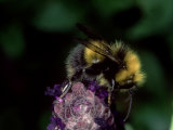 Bumble Bee on Flower, Oxfordshire, UK Lámina fotográfica por O'toole Peter Bumble Bee on Flower, Oxfordshire, UK Lámina fotográfica por O'toole Peter