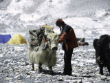 Yak and Sherpa, Nepal Prints by Michael Brown