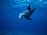 Bottlenose Dolphin, Underwater, Caribbean Photographic Print by Gerard Soury